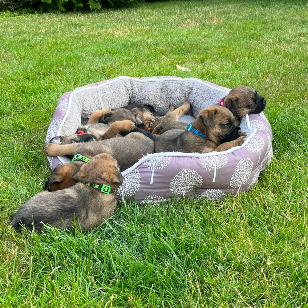 Pelíšek JUKO plyš koruna, vzor strom M 57x52x18 cm