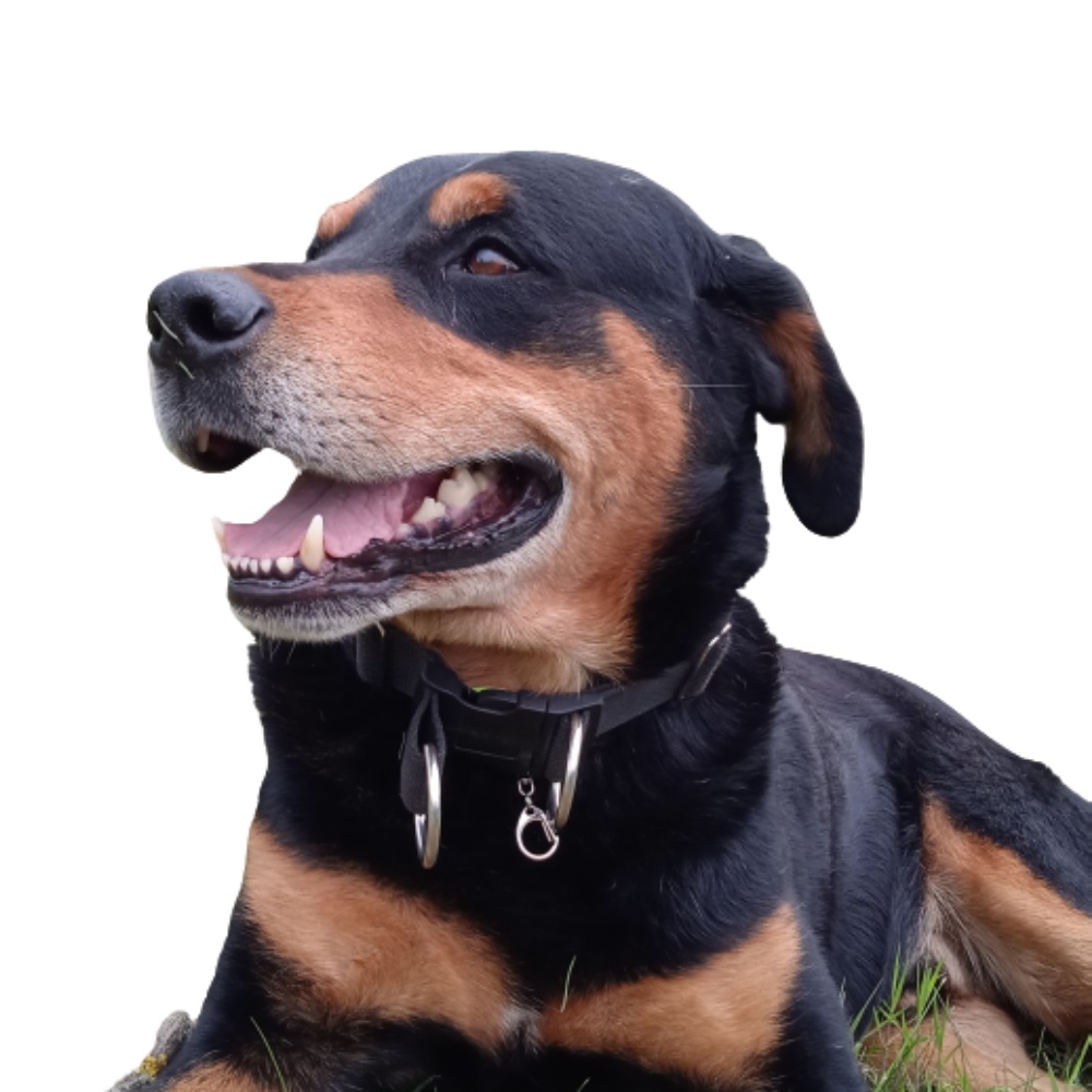 Obojek popruh podšitý 4 x 60 - 75 cm